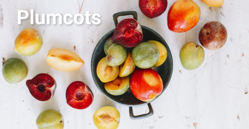 Plumcots Mixture of Family Tree Farms plumcot varieties in a bowl