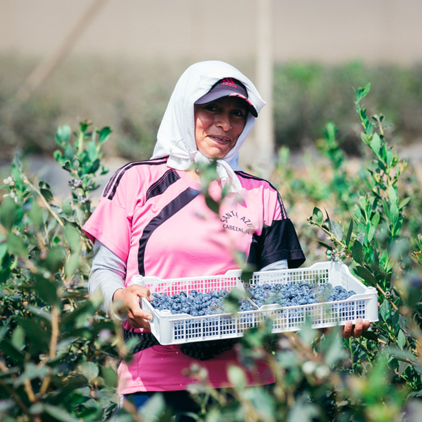 Image of farmer harvesting blueberries
