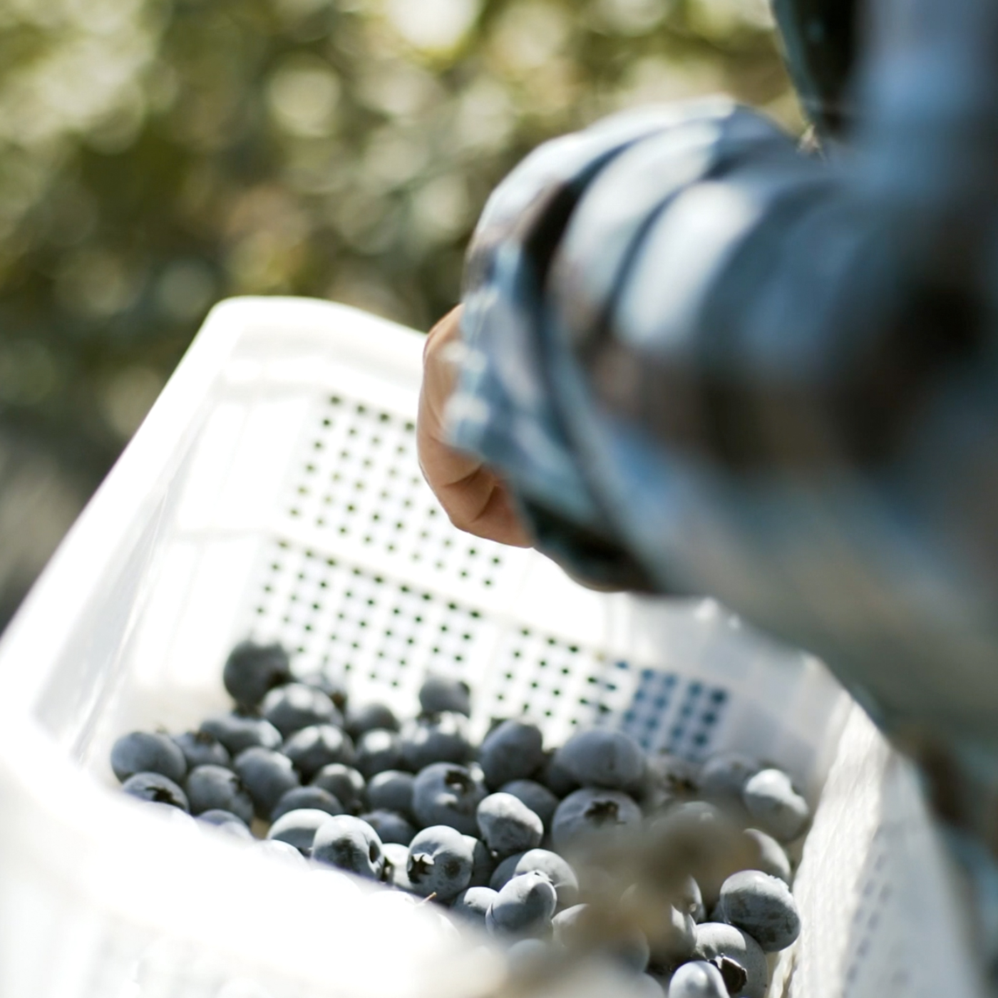 Harvesting blueberries