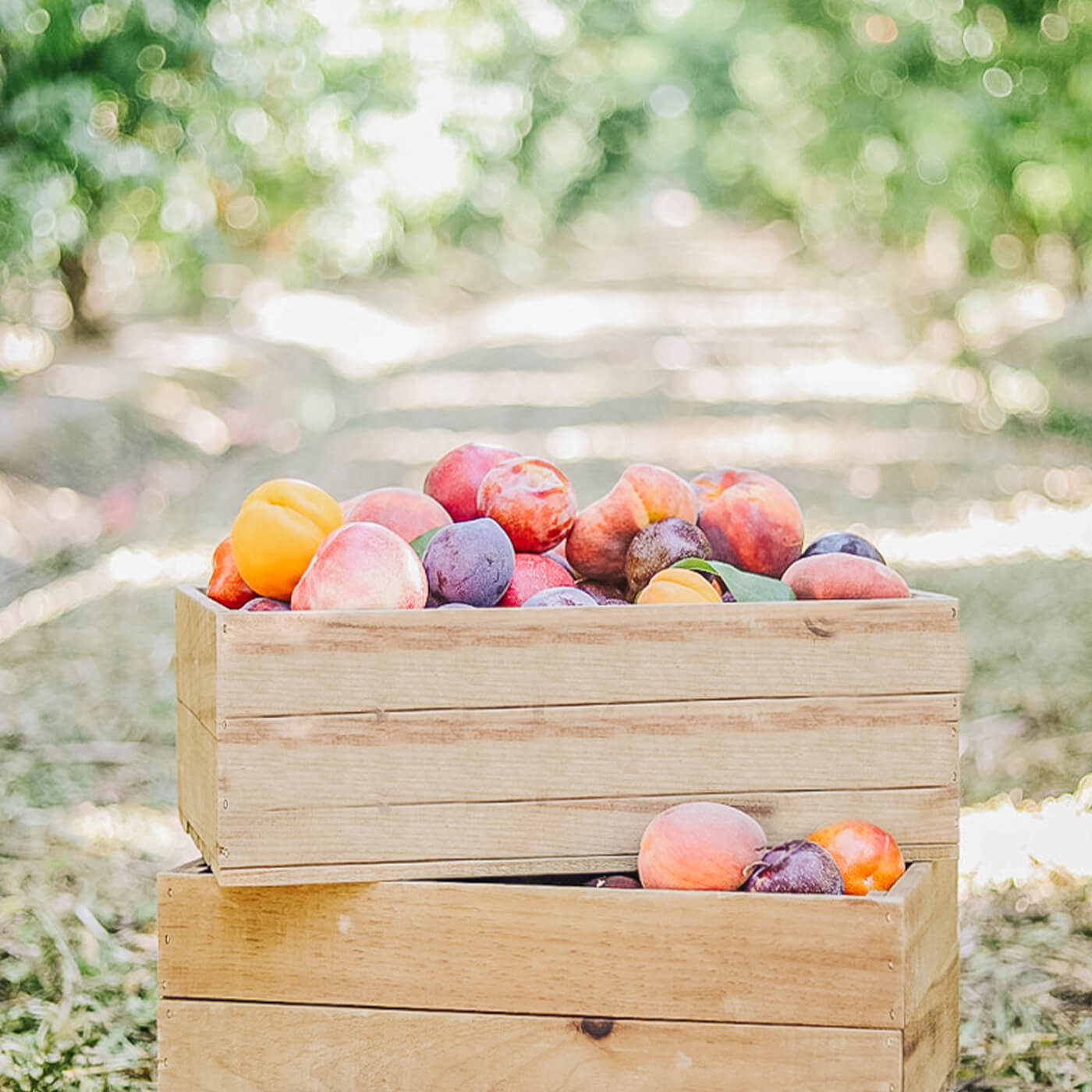Image of crate of plumcots