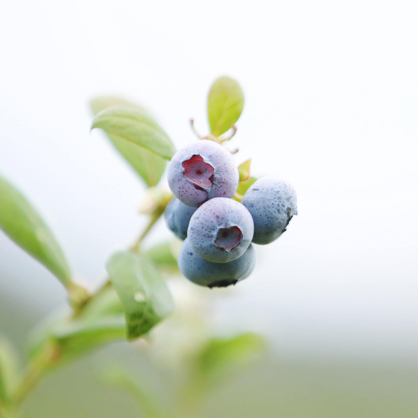 Image of blueberry on bush