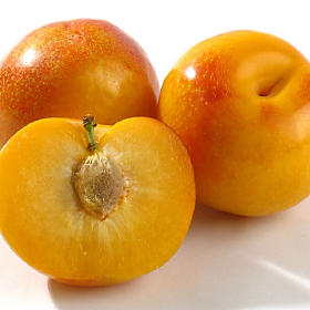 Tropical Sunrise Plumcot image
